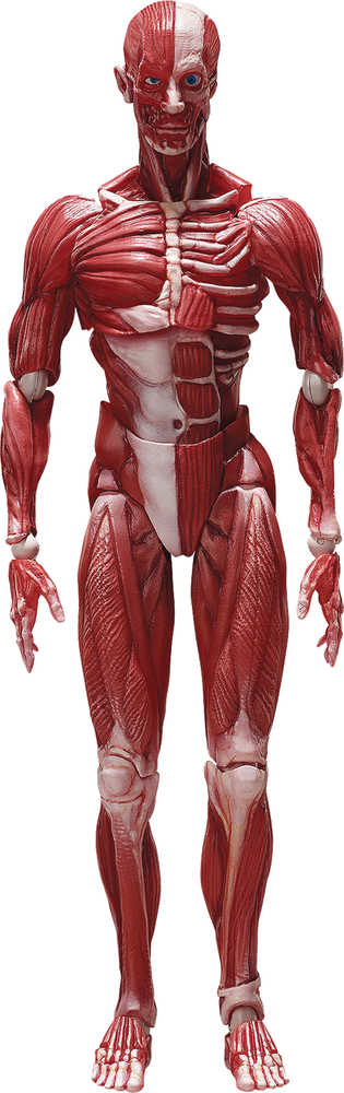 Human Anatomical Model Figma Action Figure